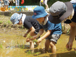 子どもたちの田植えの様子